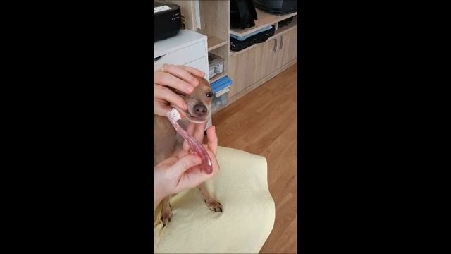 Да мием зъбите на кучето смотреть онлайн
