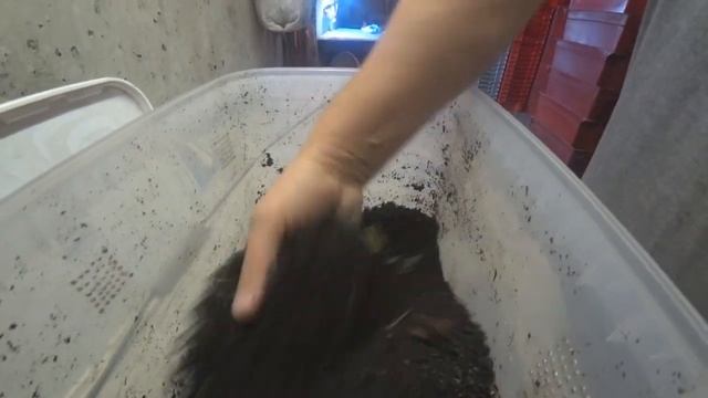 Бизнес. Разведение червей в подвале . Чеченский выползок - Итог. смотреть онлайн