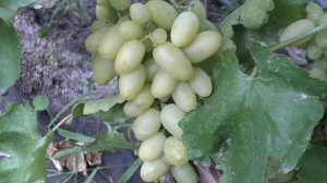 Виноград 2023. Белая акация - обнадеживающий первый урожай