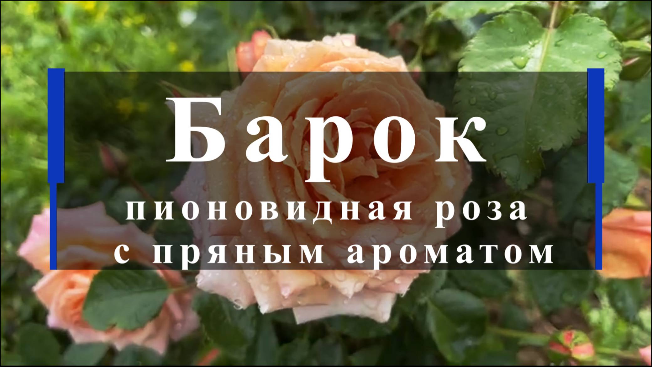 Барок - пионовидная роза с пряным ароматом смотреть онлайн