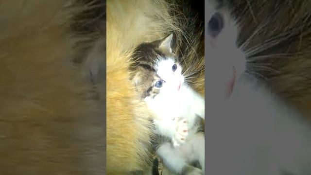 ORA i Dzidzia смотреть онлайн