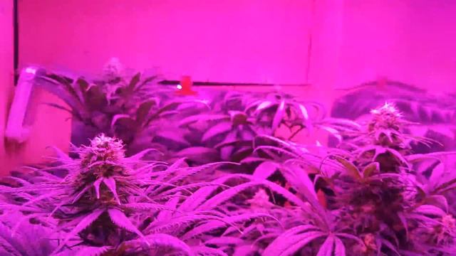 Cultivo indoor led mars hydro serie II senana 6 Marijuana смотреть онлайн