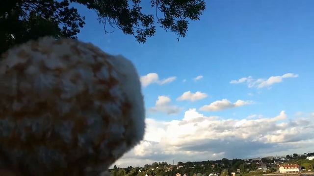 Сипуха налли на домовой прогулке! смотреть онлайн