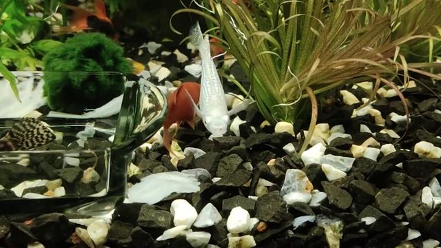 Кормление вареной капустой/новые растения. смотреть онлайн