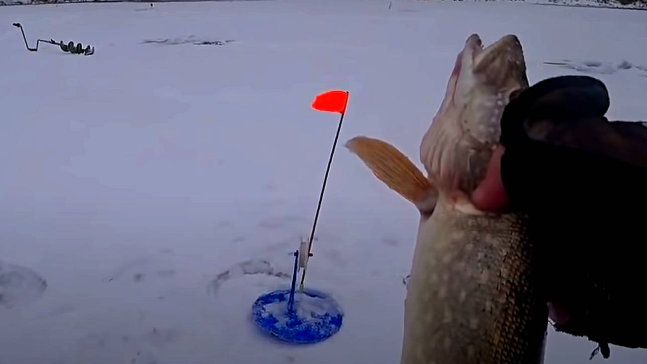 Ловля щуки на жерлицы и балансир! Зимняя рыбалка на ОКЕ 2021! смотреть онлайн