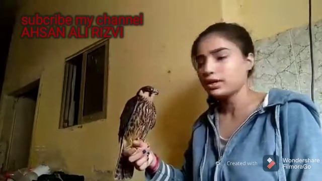 introduction with some rescued bird 👉 bonelli & booted eagle,hobby falcon and parotts with hina kha смотреть онлайн