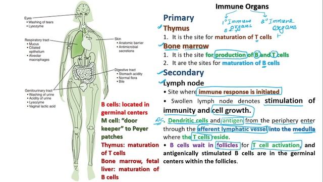 IMMUNOLOGY Part 5/GATE XL and BT 2024/DBT - 2024/ICMR 2023/ Primary And Secondary Lymphoid Organs смотреть онлайн