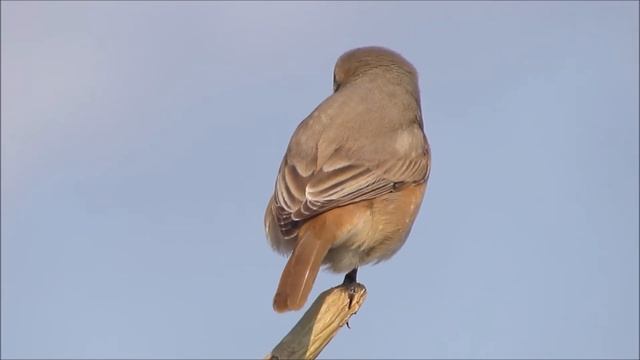 Isabelline shrike (Lanius isabellinus) смотреть онлайн