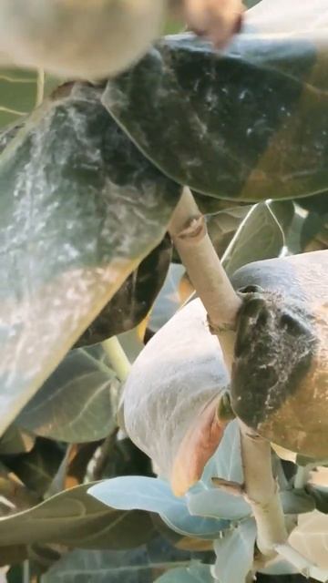 #Natural beauti#dubai #ras al khaimah смотреть онлайн