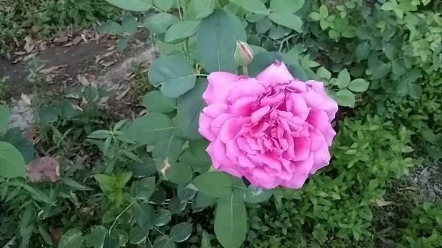 Surah Yaseen ( Surah Yasin )💚 Quran Recitation really beautiful || By Hafiz Zakir Rahman смотреть онлайн