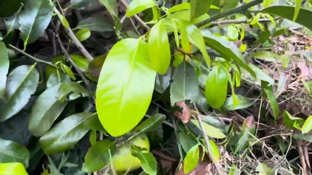 Organic Black Sapote or Chocolate pudding fruit at FVF смотреть онлайн