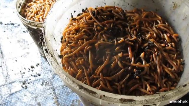 Новый корм для червей! Продолжение и итог! смотреть онлайн