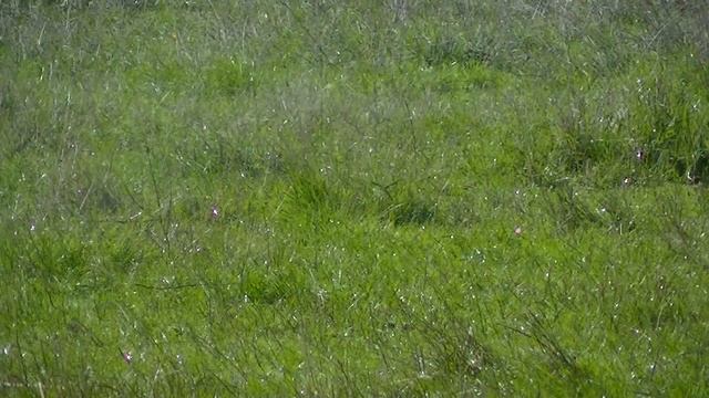 GPS Guided solar and water powered Autonomous grass watering sprinkler vehicle смотреть онлайн