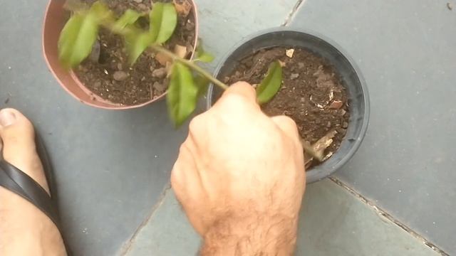 como tirar mudas da planta ora pro nobis estaquia super fácil para iniciantes смотреть онлайн
