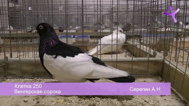 Выставка голубей в Воронеже/Pigeons Show At Voronezh (Russia) 2013.11.23-24 Часть/Part 4 из/of 4