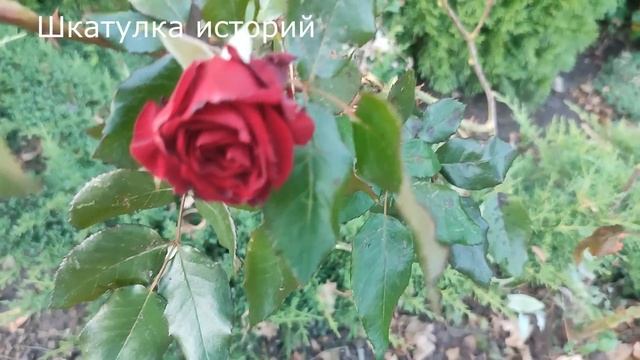 🍀 Свекровь всеми силами хотела избавиться от невестки, но не учла один момент ... смотреть онлайн