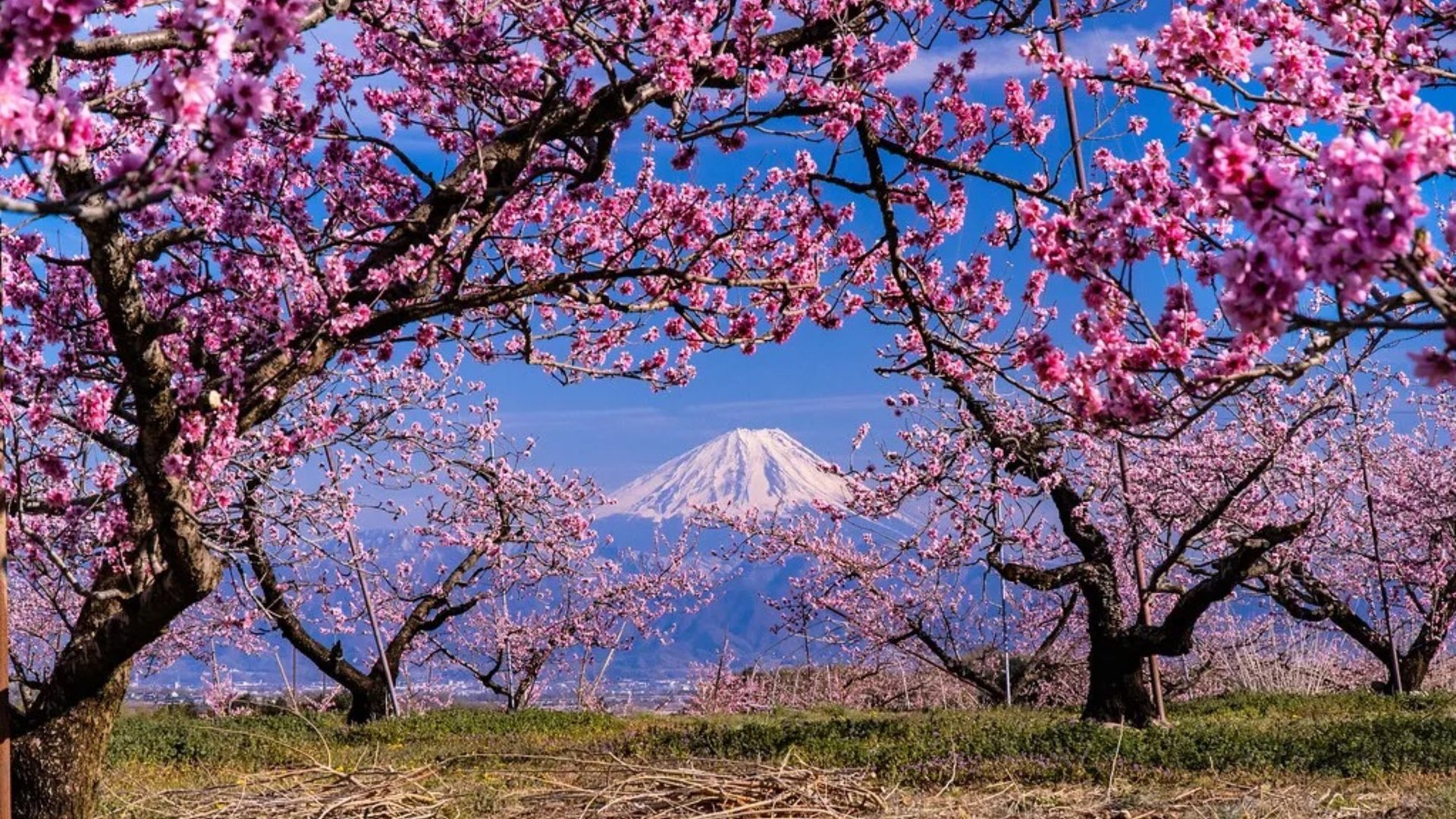 961. 🎼. « Lotus» - Secret Garden смотреть онлайн