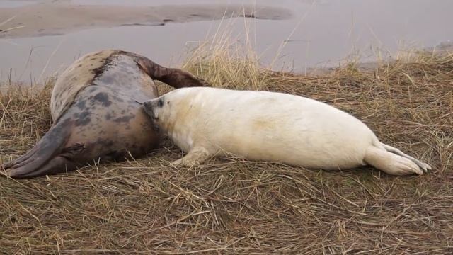 Donna Nook Grey Seal Colony 3rd December 2021 смотреть онлайн