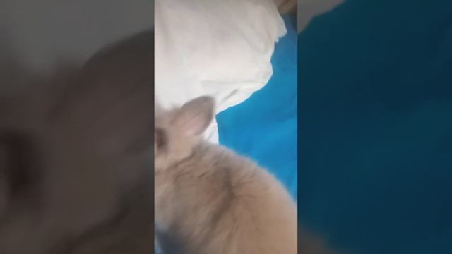Кролик Баффи в доме. смотреть онлайн