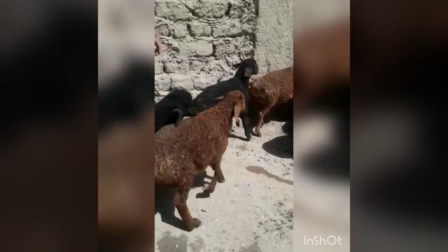сатылды смотреть онлайн