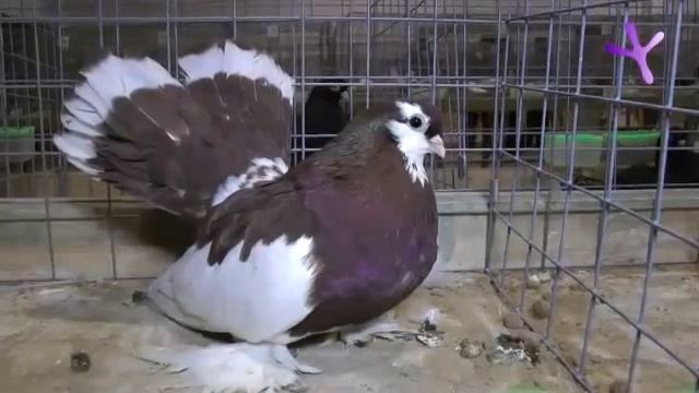 2013.01.12-13 Часть/Part 1: Выставка голубей в Воронеже / Pigeons Show At Voronezh (Russia)_