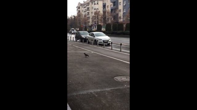 Incredibly smart crow uses passing cars to crack walnut смотреть онлайн