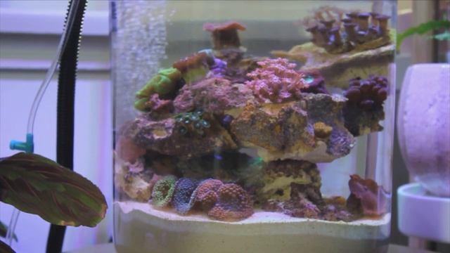Pico jar reef maintenance смотреть онлайн