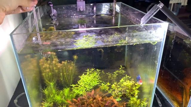Neo Co2 Diffuser (review & installation) смотреть онлайн