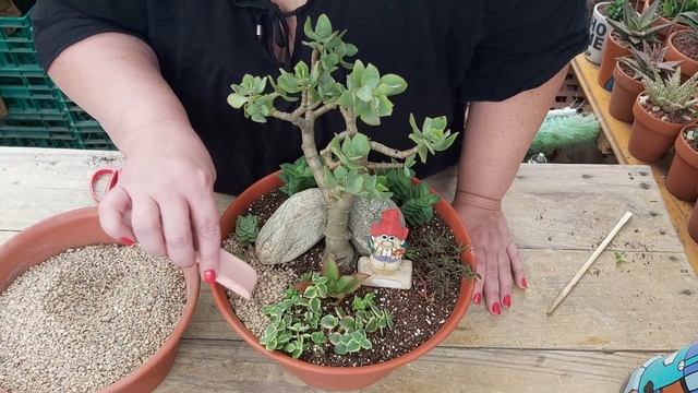 Mini jardín de crassulas смотреть онлайн