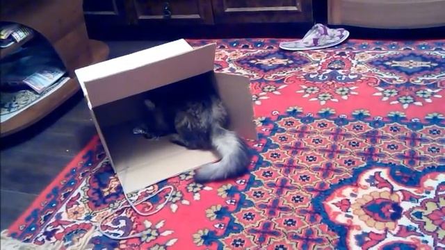 Кошка Маша 1 серия смотреть онлайн