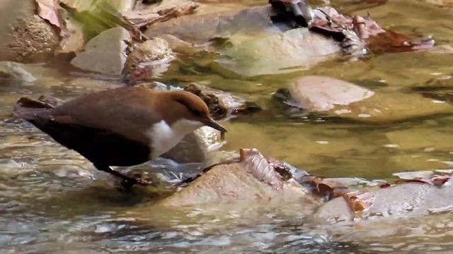 1347. Skorec vodní, White-throated Dipper, Wasseramsel, Waterspreeuw, Оляпка, Pluszcz zwyczajny смотреть онлайн