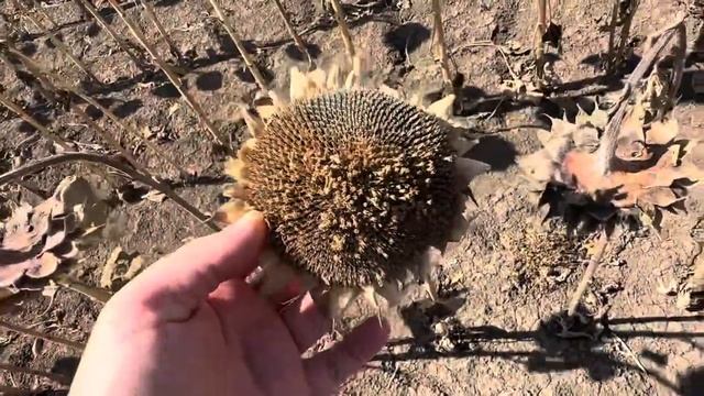 Подсолнечник 2024. Пересев. смотреть онлайн