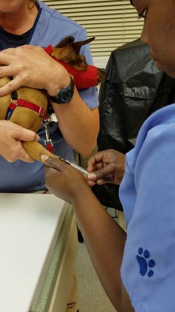 Cephalic vein venipuncture on a dog смотреть онлайн