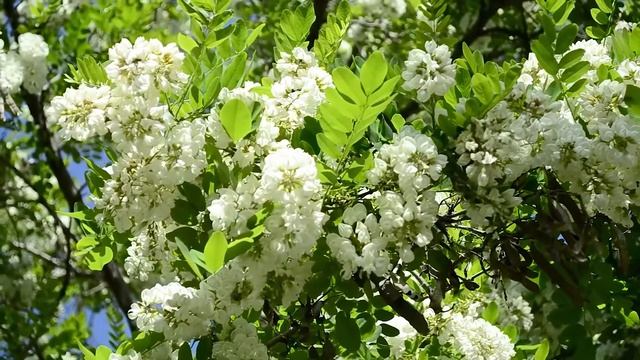 Ночь напролет Соловей нам насвистывал! #2024 #новости #россия #new #youtubevideos #музыка #песня