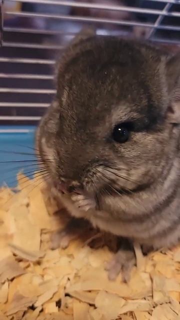 So Hungry HELLO#shorts #animals #chinchilla #pets #funny #exoticpets #rodents #happy #cute смотреть онлайн