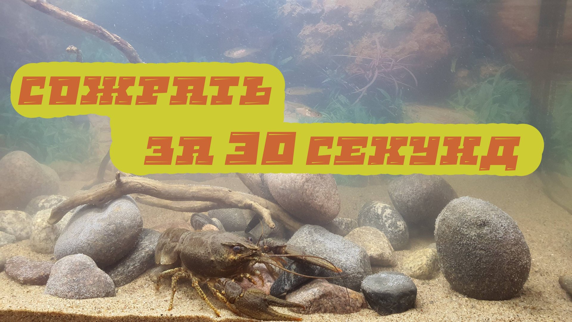 Кормление щуки в аквариуме. смотреть онлайн