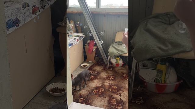 Белонос Семенович 249 смотреть онлайн