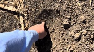 Озимая пшеница. Предшественник кукурузу н_с.