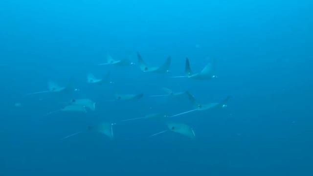 SATURDAY DIVE WITH MOBULAS | Maldives, Sea Explorer Reethi Faru смотреть онлайн
