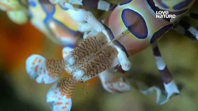 Как живьём поедает морскую звезду семья Креветки арлекин (Harlequin shrimp) — Hymenocera picta ? смотреть онлайн