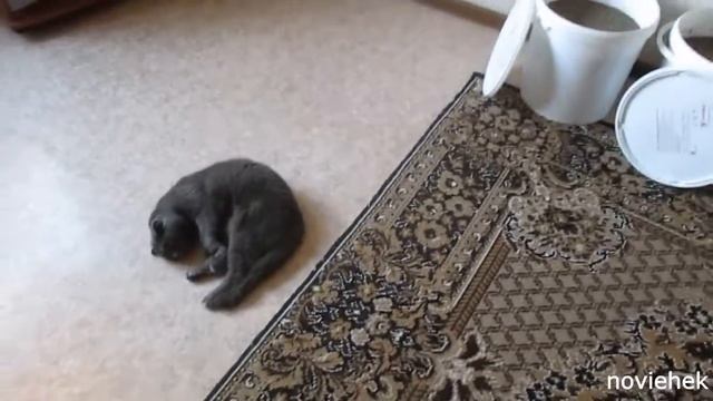 Новый корм для червей! Пробы! Эксперименты! смотреть онлайн