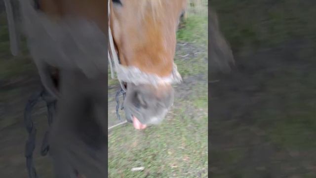 продажа пони 🦄 смотреть онлайн