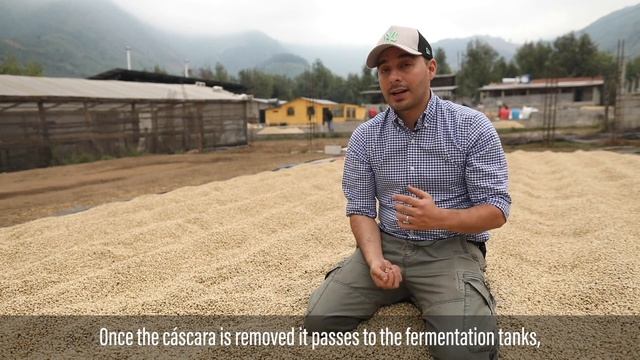 Processing Geisha Coffee 🇬🇹 ☕️ Washed Geisha Coffee Process смотреть онлайн