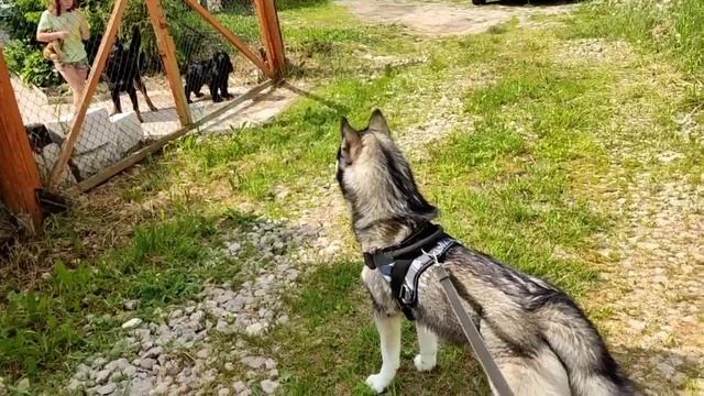 Зазаборные приятели! смотреть онлайн