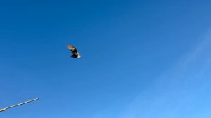 Питомник "Западный"Распродажа +7 909 667-53-00 Виктор