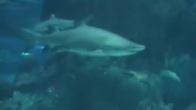 Some Sharks _ Shanhai Changfeng Oceanworld смотреть онлайн