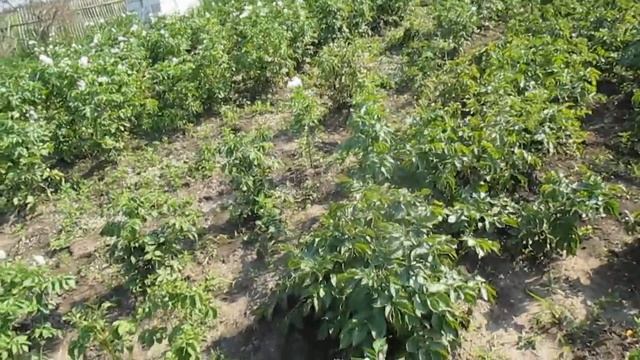 Выращивание картофеля в грунте с Биогумусом (Вермикомпостом ). смотреть онлайн