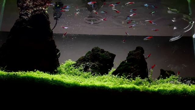 What Caused Cyanobacteria In My Iwagumi?