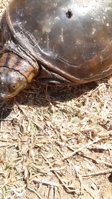 👈😳Biggest Turtle Short🐢 смотреть онлайн