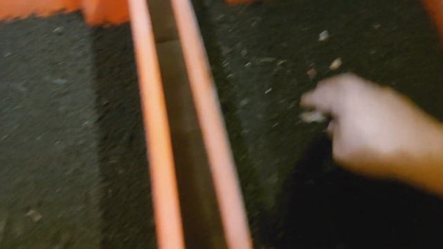 Разведение Дендробены. Эксперименты с её содержанием. смотреть онлайн